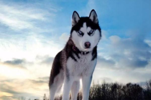 Symptoms and Treatment of Parasites in Dogs