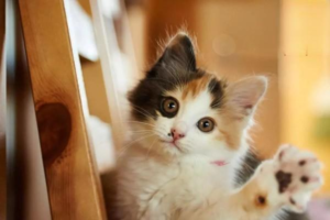Why Cats Get Black Chin (Feline Acne)