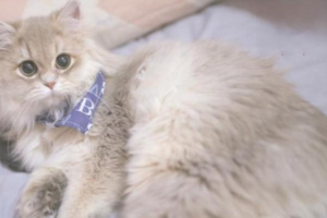 That Cat ‘Beer Belly’ Is Actually Normal