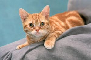 Handy Cat Gear Owners Love