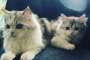 Does a Pet With Cataracts Always Need Surgery?