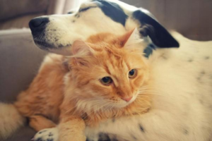Vaccine Precautions for Cats and Dogs