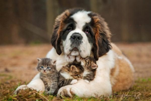 Allergies in Cats and Dogs