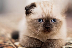 What to Do When Your Cat Gets Ringworm