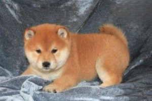 Tracking Down the Source of Dog Odor