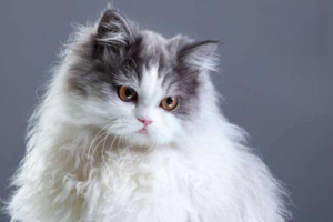 A Complete Guide to Deworming Your Cat