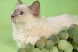 Should Your Cat Take Fish Oil?