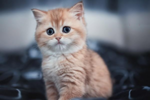 Feeding Your Cat at Every Life Stage