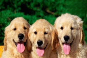 Intervertebral Disc Disease in Dogs