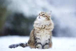 A Complete Guide to Cat Diarrhea