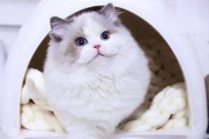 Why Do Cats Have Different Eye Colors?