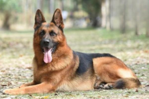 How Big Is an 8-Month-Old German Shepherd