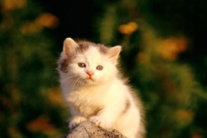 Why Your Spayed Cat Still Yowls