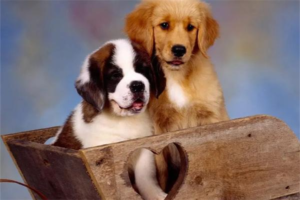 What Breeds Are Used as Guide Dogs?