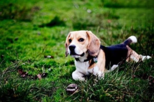 How to Stop Your Dog From Peeing Everywhere