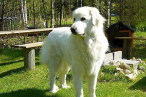 Free-Roam vs Crate: How to Raise Your Dog