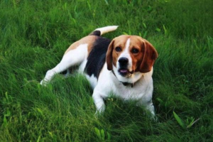 How to Tell Your Dog Has Bonded With You
