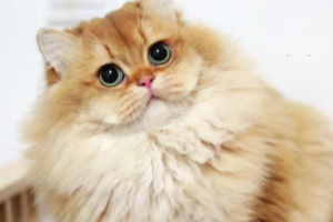 Summer Hazards for Cats