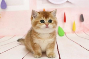 When Spring Makes Your Cat Restless