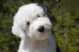 What Every Owner Should Know About Pet Vaccines
