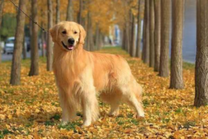 What to Do When Your Golden Retriever Has Arthritis
