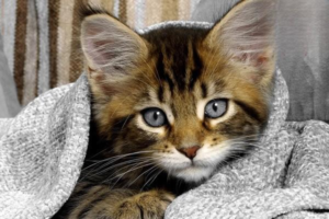 Why Is Your Cat a Picky Eater?