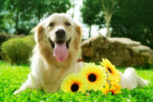 Teaching Your Dog to Recognize Its Name