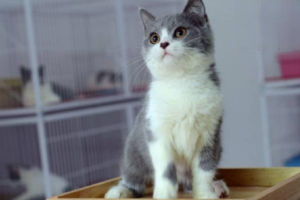 Must-Have Cat Gear for Every Home