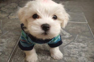 What Is Canine Hemophilia A