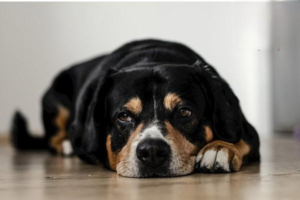 How to Train a Well-Rounded Dog