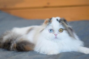 Cats Evolved in Deserts But Still Need Water