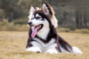 What Every New Dog Owner Should Know