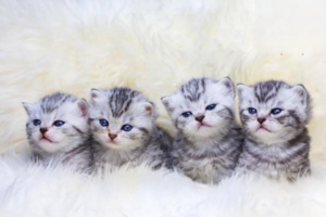 Reading Your Cat’s Mood Through Its Tail