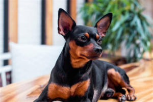 Are Miniature Pinschers Easy to Care For?