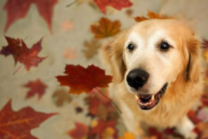 How Much Do Dogs Sleep?