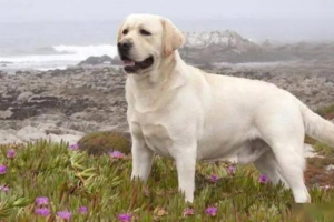 Why Is Your Dog Vomiting