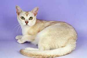 How to Tell If Your Cat Is Dehydrated