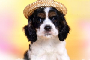 Why Dogs Get Diarrhea and What to Do