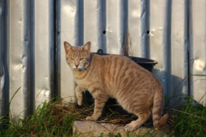 What to Do When Your Cat Is Always Begging for Food