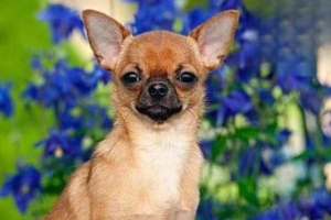 What to Do When Your Dog Is Too Thin