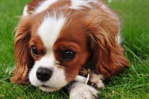 Why Your Dog Has Tear Staining and Eye Discharge