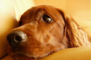 Daily Hygiene and Disease Prevention for Dogs