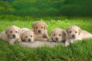 What Types of Dog Vaccines Are There