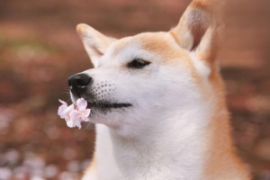 What Is Canine Tuberculosis
