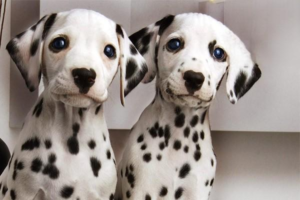 How to Stop Your Dog From Eating Poop