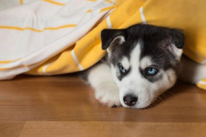 How to Train Your Dog to Run With You