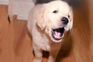 How to Tell Whether Your Dog Has a Cold or Distemper