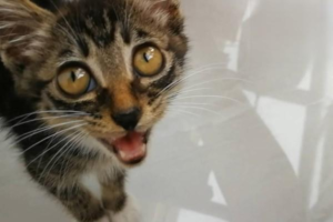 What to Do When Your Cat Has a Fever