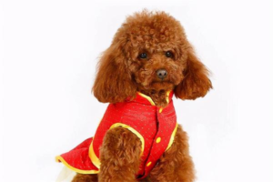 Which Dog Breeds Are Easy to Keep and Do Not Shed Much?