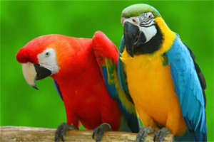 How to Tell a Budgerigar’s Age